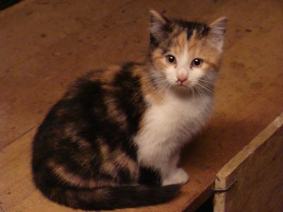 bayerwaldblick-bayern-bauernhoftiere-katze-400