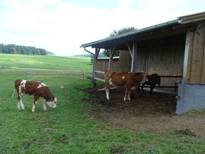 bayerwaldblick-bayern-bauernhoftiere-kuh-pferde-400