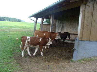 bayerwaldblick-bayern-bauernhoftiere-khe-400