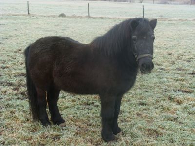 bayerwaldblick-bayern-bauernhoftiere-pony-400